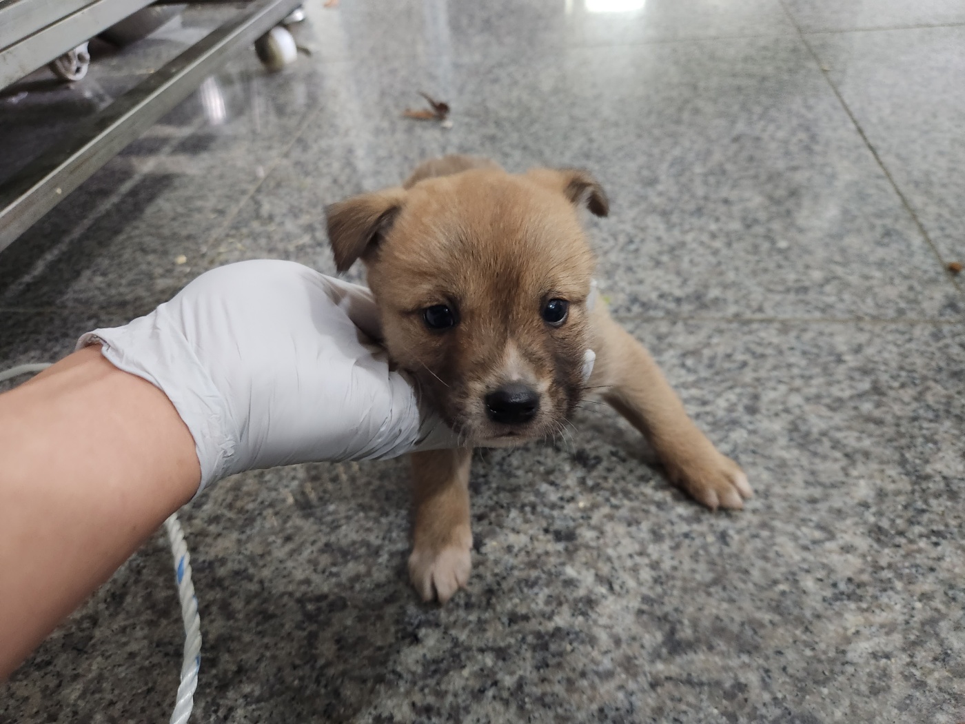 광주 동물보호소_429363202301145